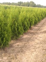 Thuja Smaragd Rootball 175 CM