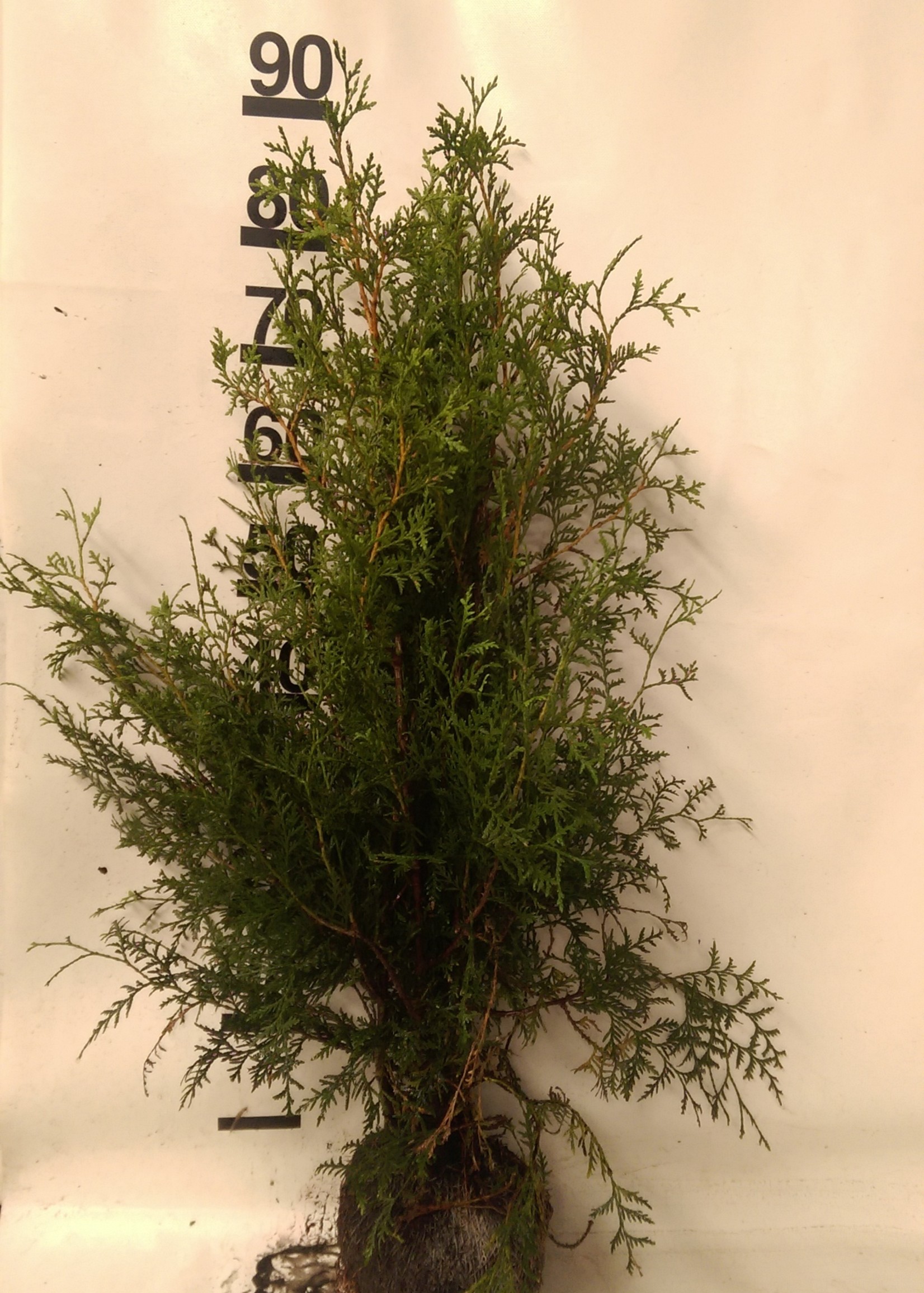 Thuja Brabant Rootball 80 CM