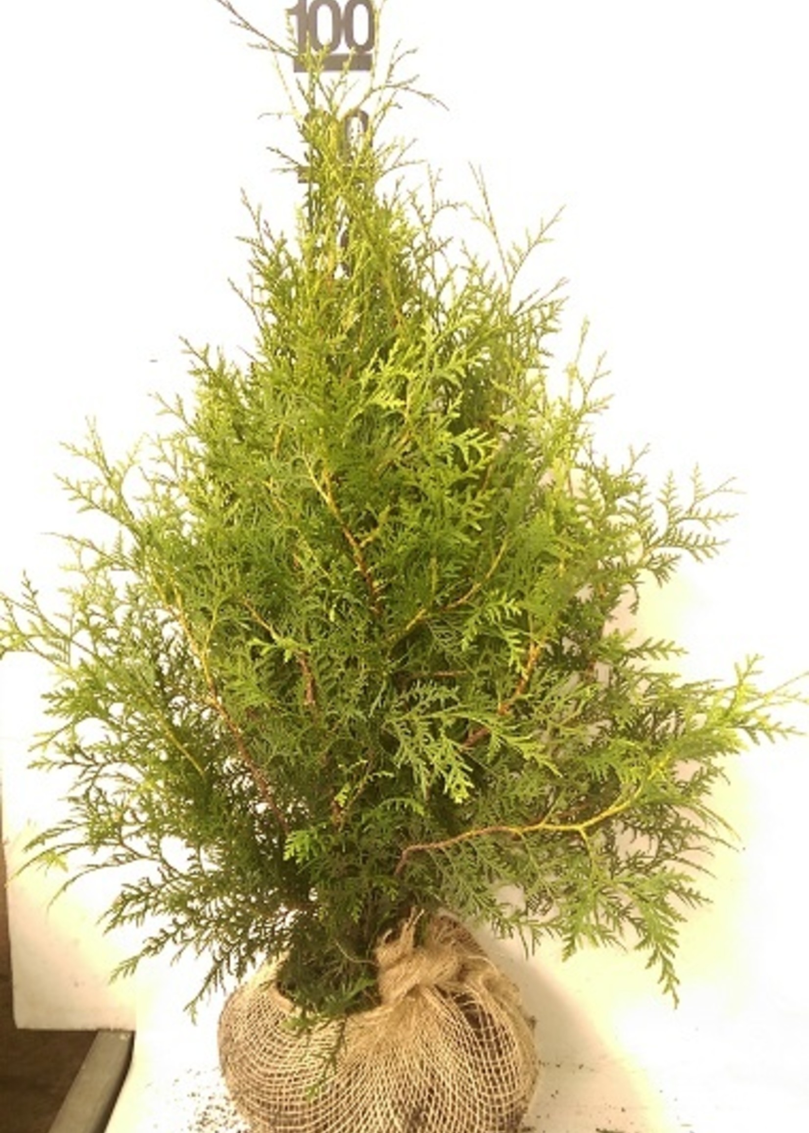 Thuja Brabant Rootball 100 CM