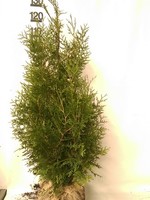 Thuja Brabant  Rootball 125 CM