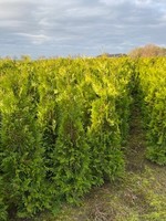 Thuja Brabant Rootball 150 CM