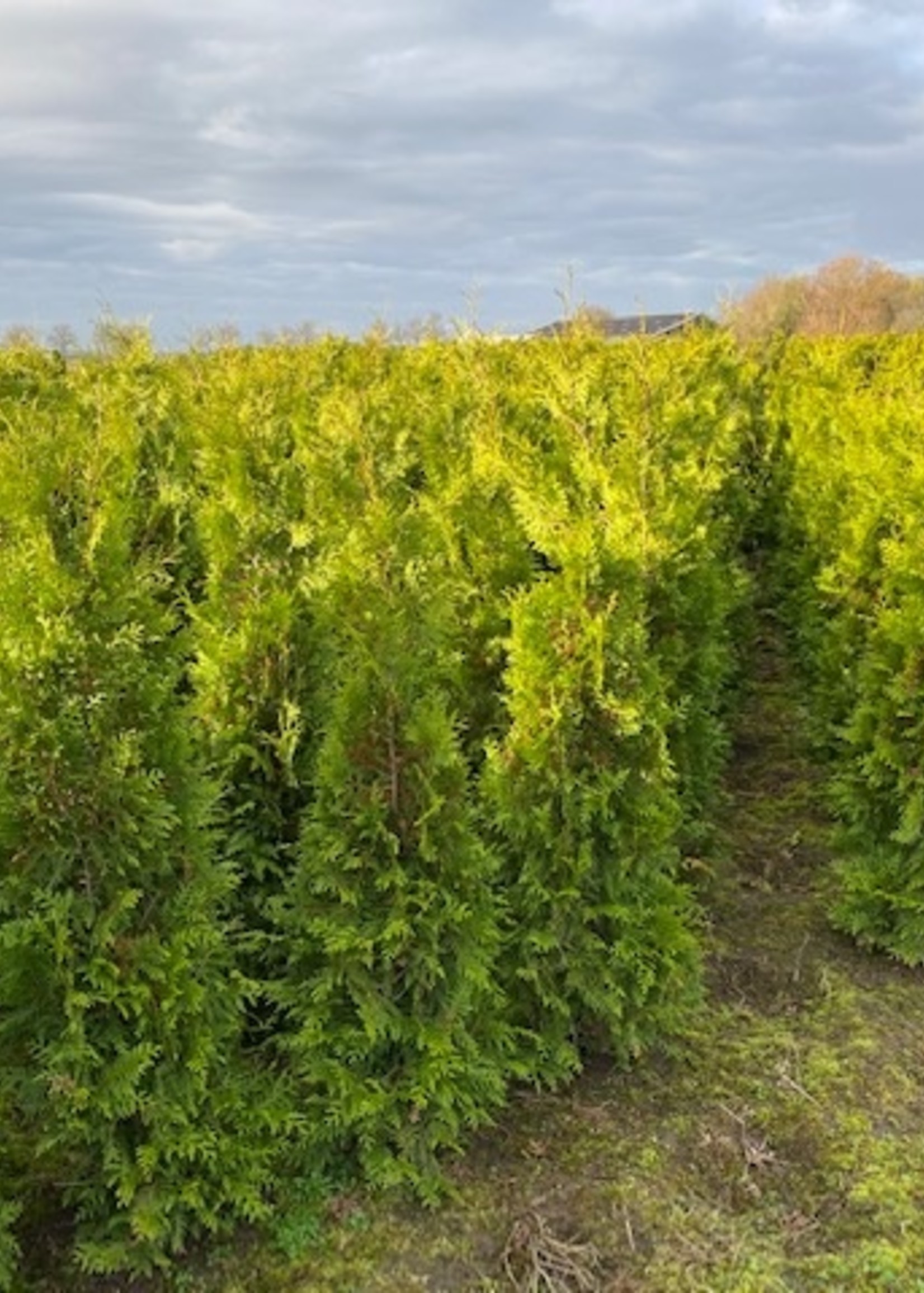 Thuja Brabant Rootball 175 CM