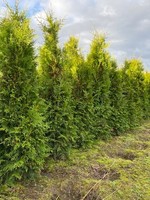 Thuja Brabant Rootball 200 CM