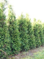 Thuja Brabant Rootball 225