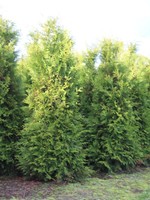 Thuja Brabant Rootball 250 CM