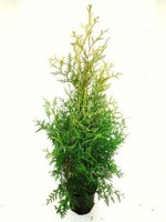 Thuja Brabant Pot 80 CM