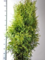 Thuja Brabant Pot 160 CM