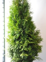 Thuja Brabant Pot 225 CM