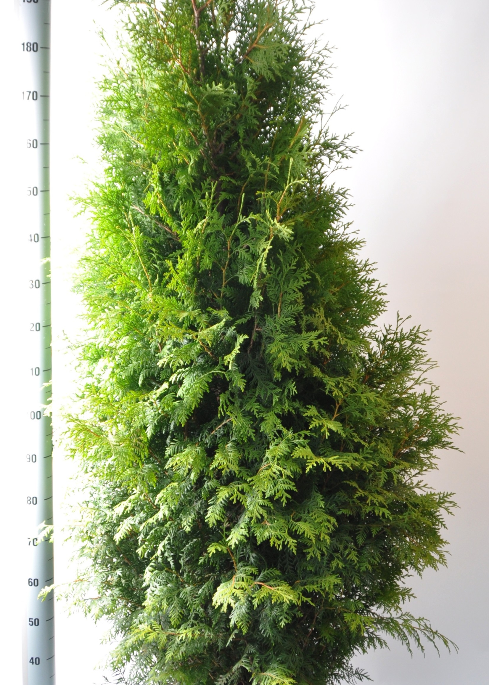 Thuja Brabant Pot 225 CM