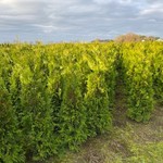 Thuja Brabant