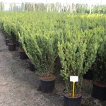 Taxus medi Hillii