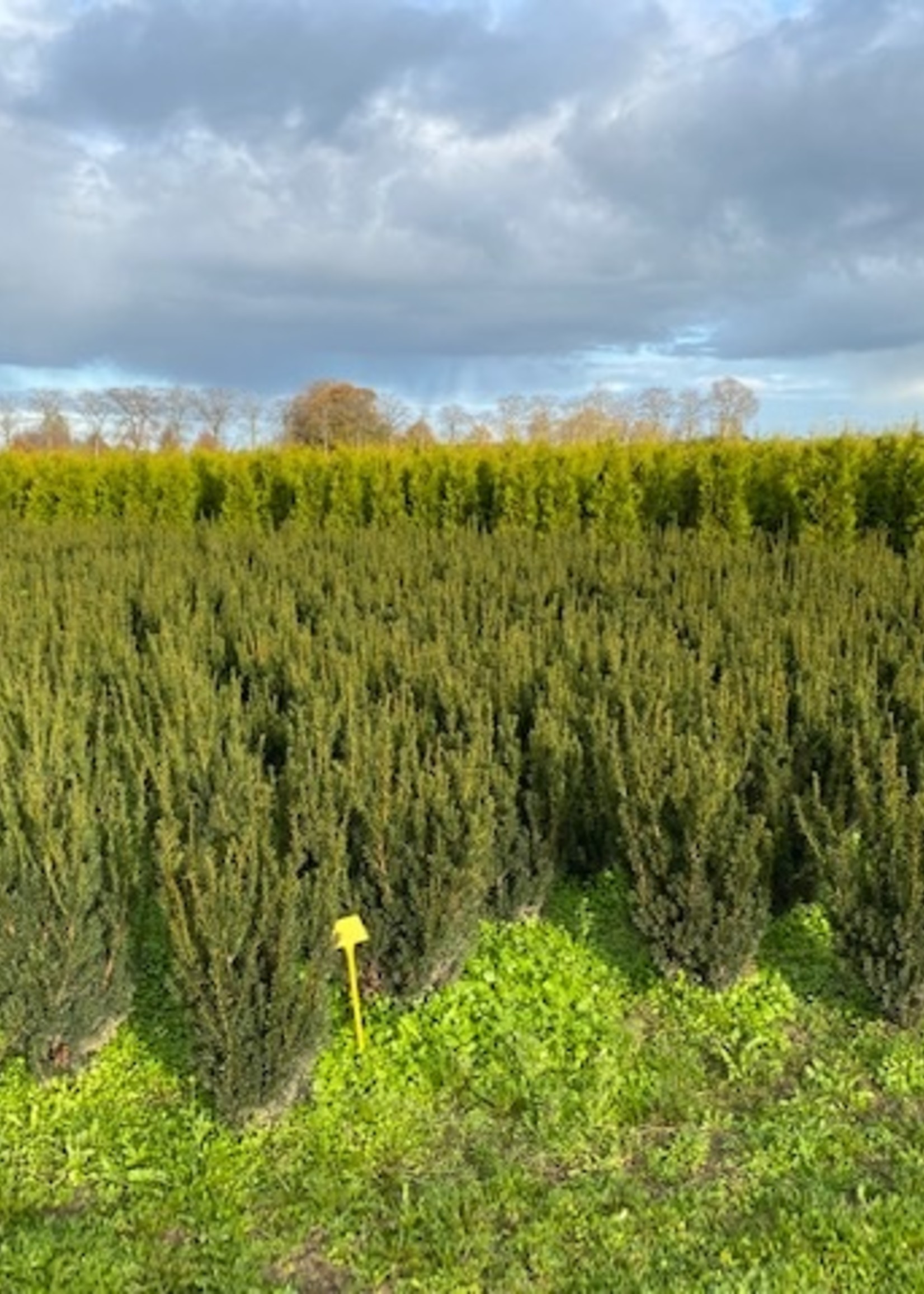 Taxus Hillii Rootball 80 CM