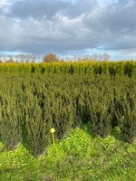 Taxus Hillii Rootball 100 CM