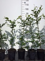 Kruka Grown Carpinus Betulus Pot  branched 40 CM