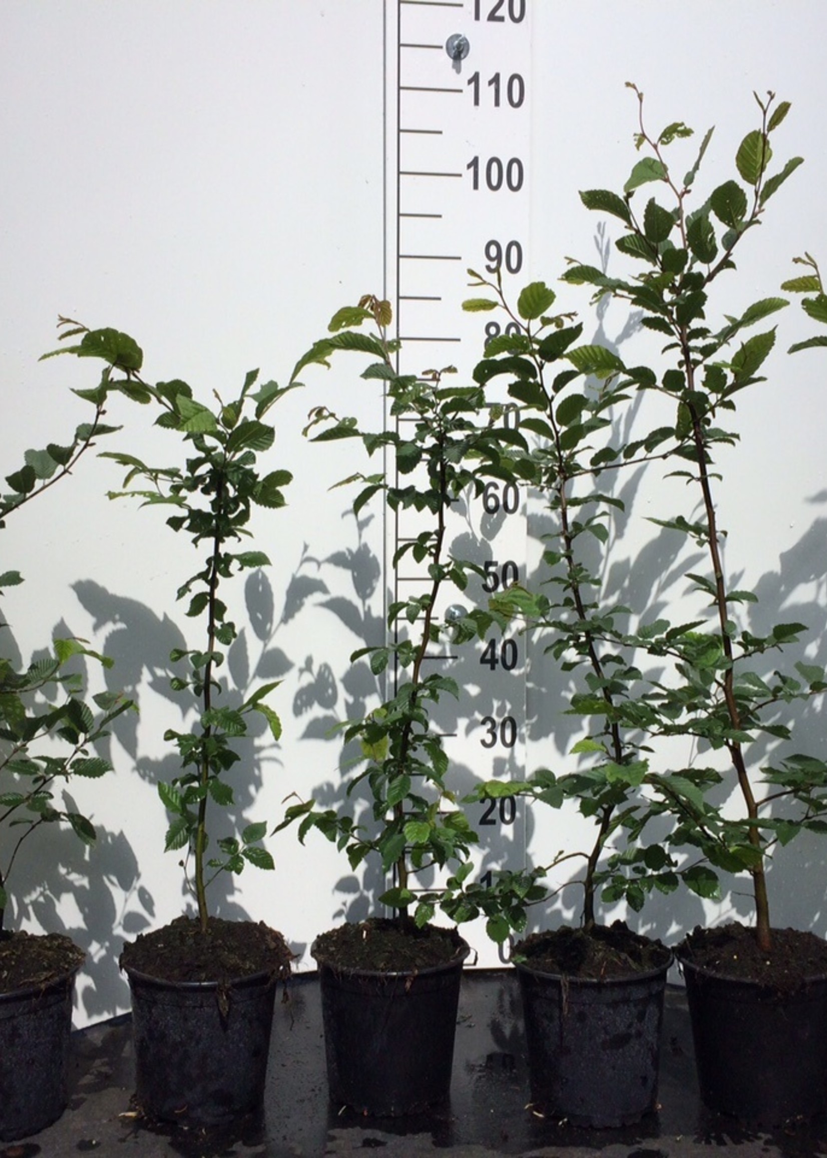 Kruka Grown Carpinus Betulus Kruka grenad 100 CM
