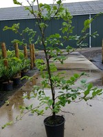 Kruka Grown Carpinus Betulus Pot  perennial branched 80 CM