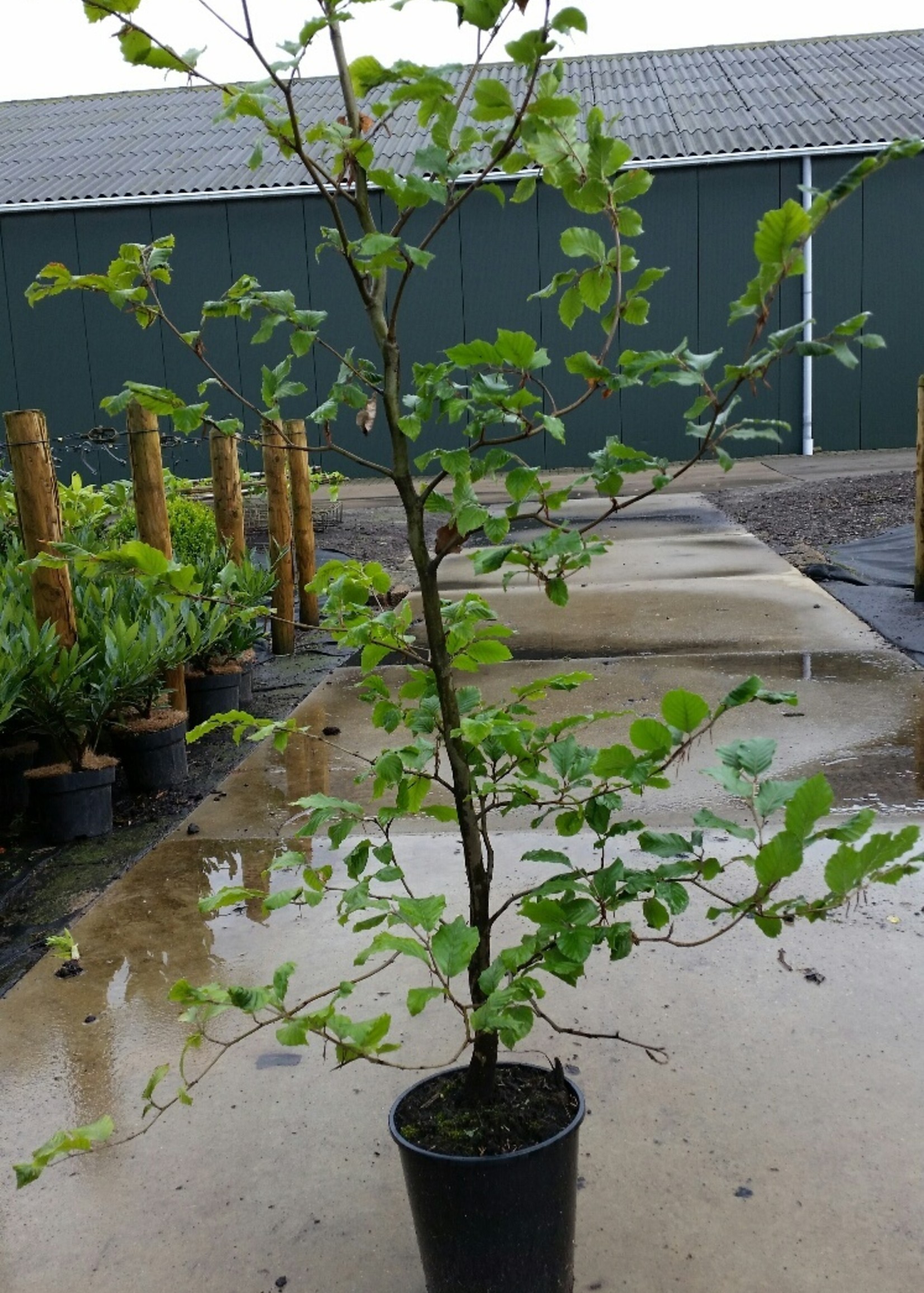 Kruka Grown Carpinus Betulus Kruka flerårig grenad 150 CM