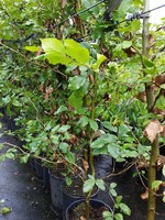 Kruka Grown Carpinus Betulus Kruka flerårig grenad 250 CM