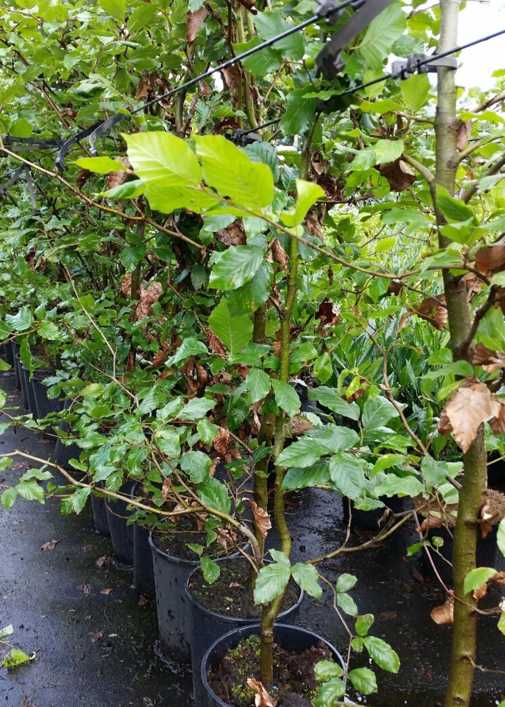 Kruka Grown Carpinus Betulus Kruka flerårig grenad 250 CM