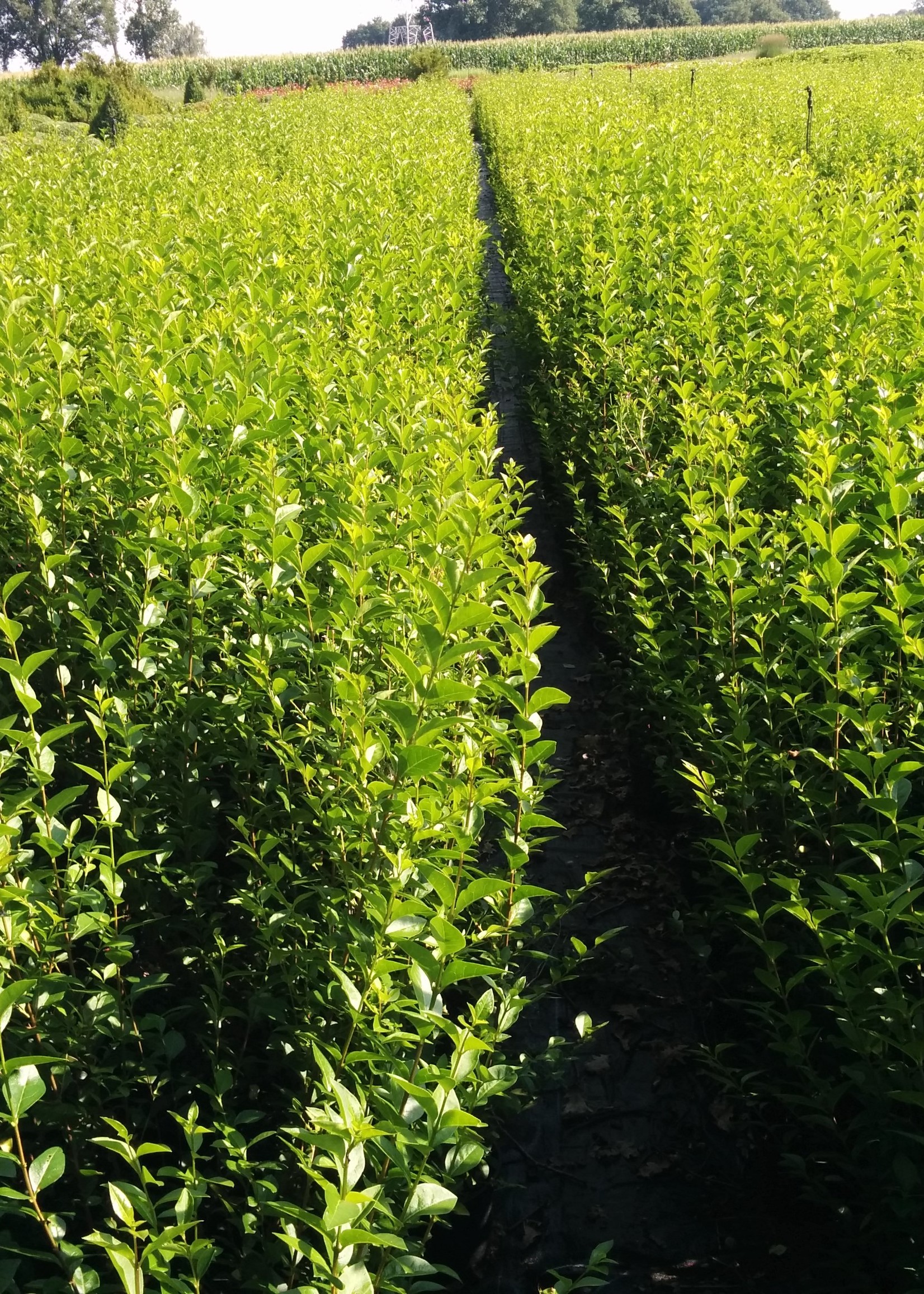 Rotklump Evergreen  Liguster Roootball perennial grenad 150 CM