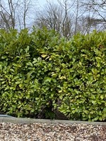Rotklump Prunus Novita Rotklump 80 CM