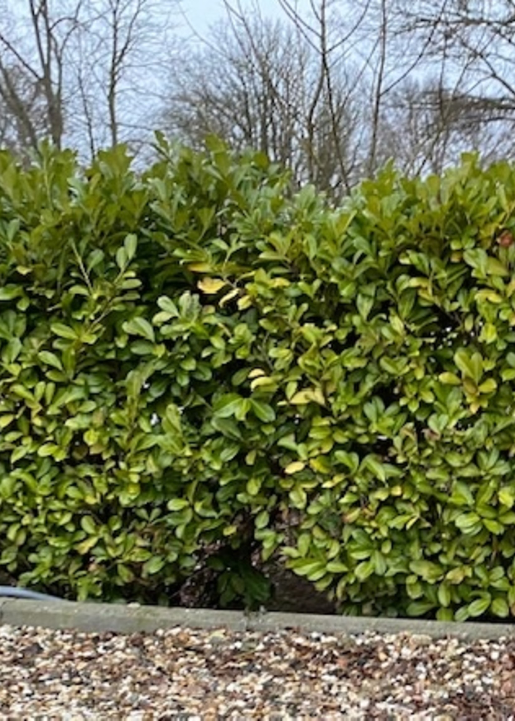 Rotklump Prunus Novita Rotklump 100 CM
