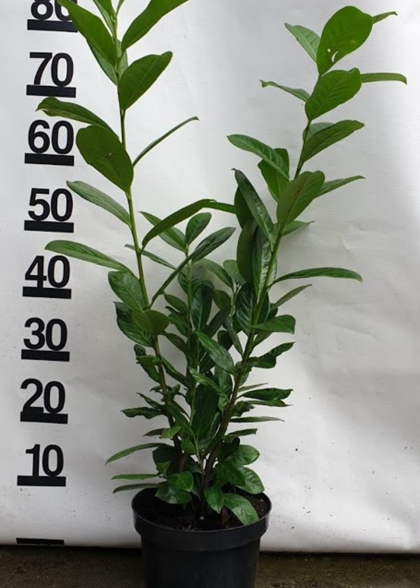 Kruka Grown Prunus Novita Kruka 60 CM