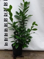 Kruka Grown Prunus Novita Kruka 80 CM