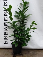 Kruka Grown Prunus Novita Pot 80 CM