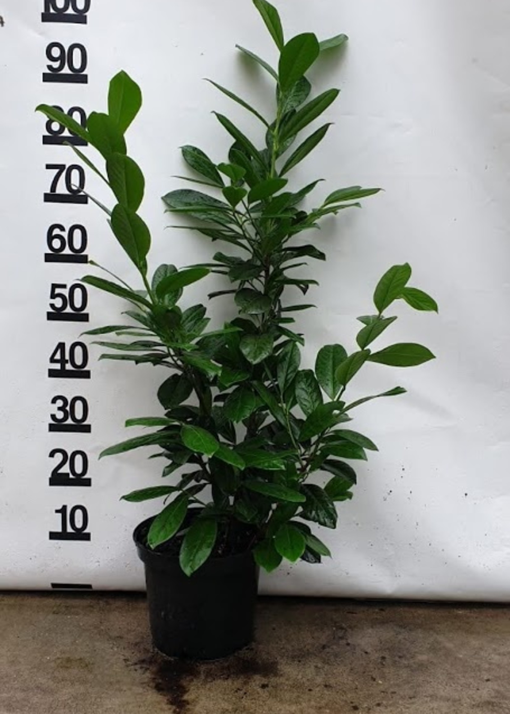 Kruka Grown Prunus Novita Pot 80 CM
