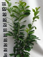 Kruka Grown Prunus Novita Pot 100 CM