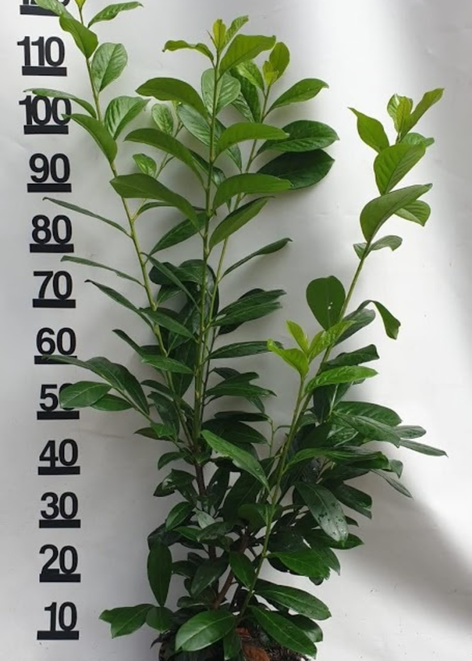 Kruka Grown Prunus Novita Kruka 100 CM