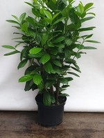 Kruka Grown Prunus Novita Pot 200 CM