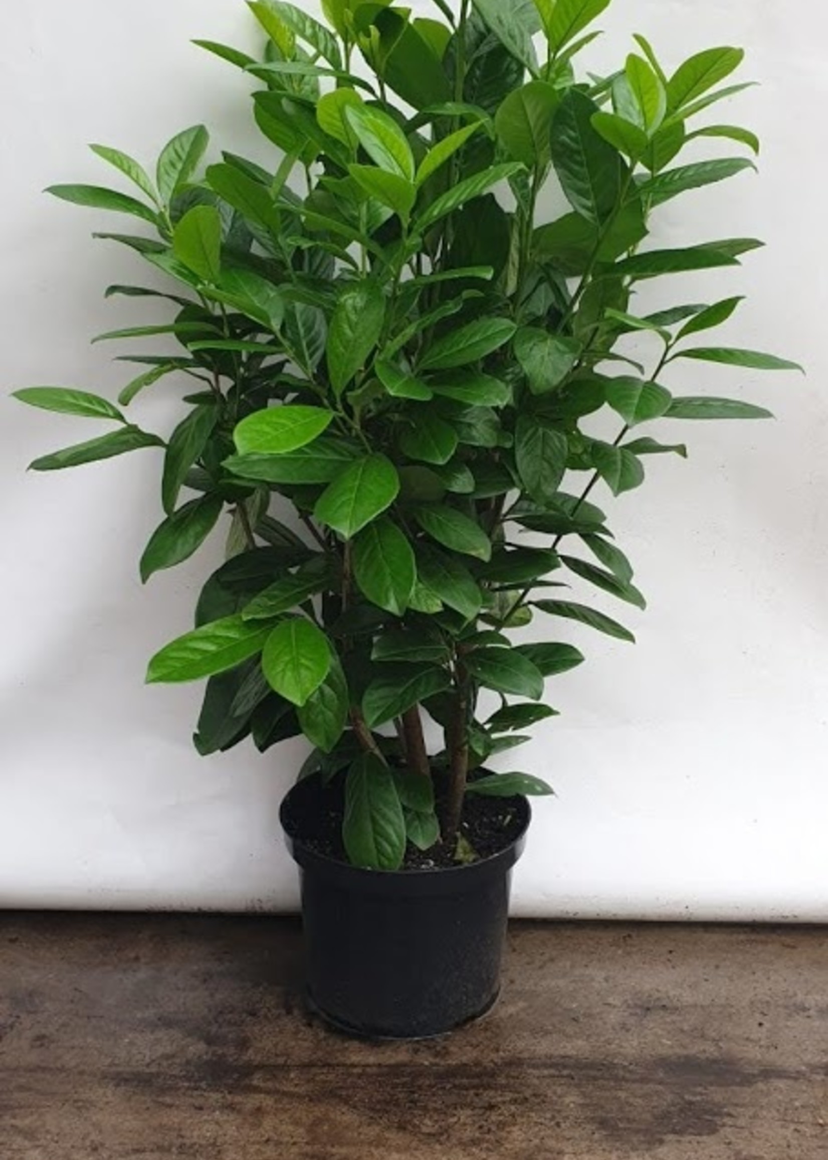 Kruka Grown Prunus Novita Kruka 200 CM
