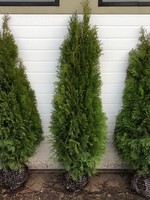 Rotklump Erbjudande  Thuja Smaragd Rotklump 125cm+