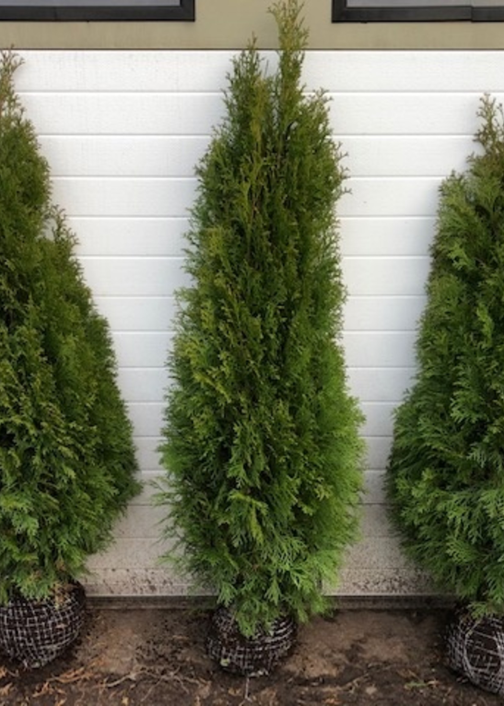 Rotklump Erbjudande  Thuja Smaragd Rotklump 125cm+