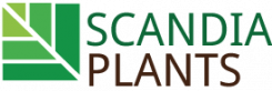 Scandiaplants | Alltid Färska Hackväxter