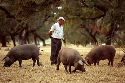 Spare ribs Baby Back Ribs Iberico