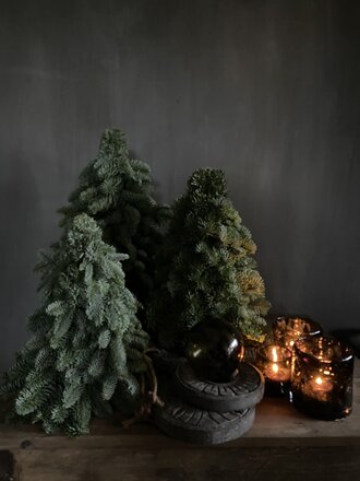 MW living Nobilis kerstboom