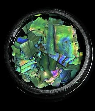 Magpie Shells Green 7