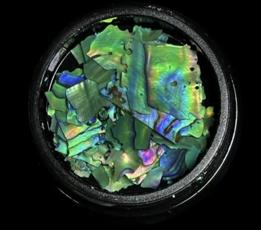 Magpie Shells Green 7