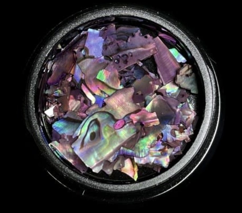 Magpie Shells Purple 6