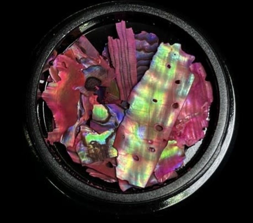 Magpie Shells Pink 10
