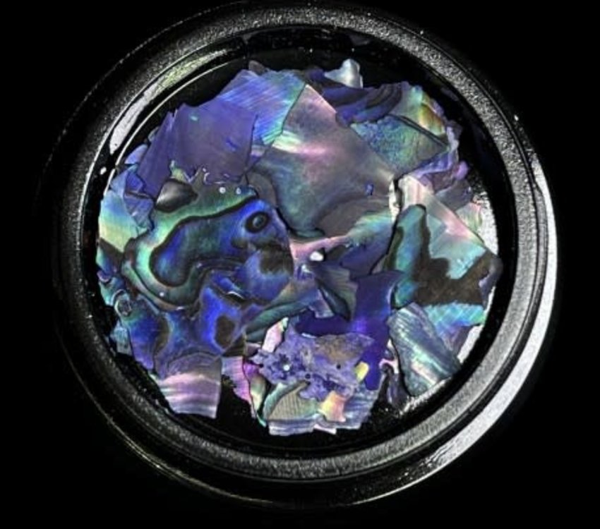 Magpie Shells Blue 8