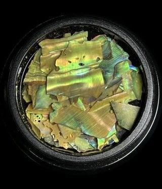 Magpie Shells Yellow 12