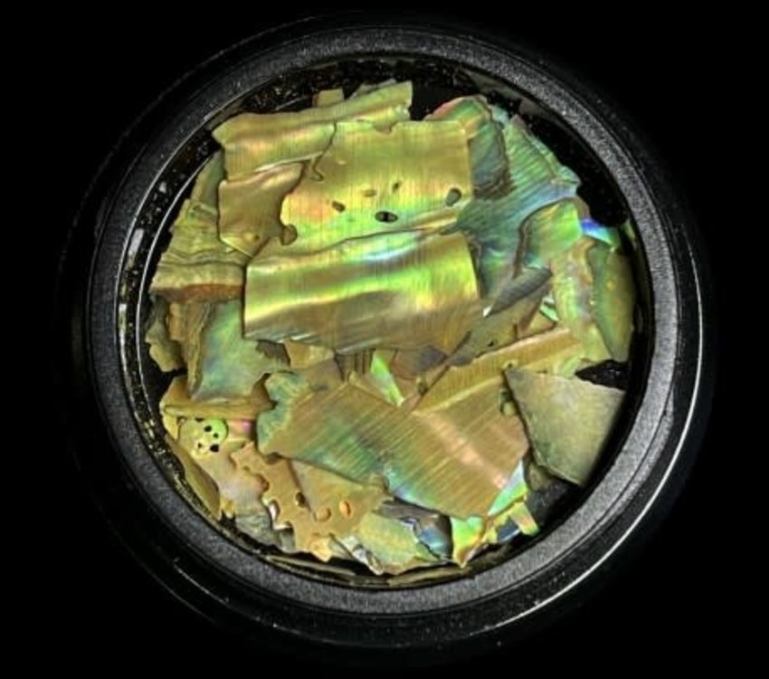 Magpie Shells Yellow 12