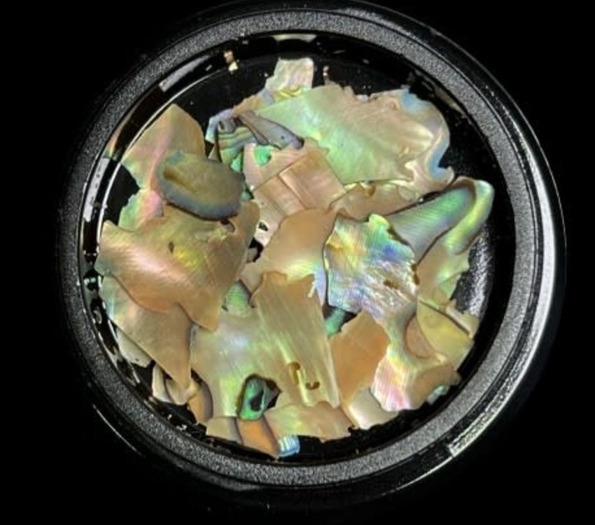 Magpie Shells Natural 1
