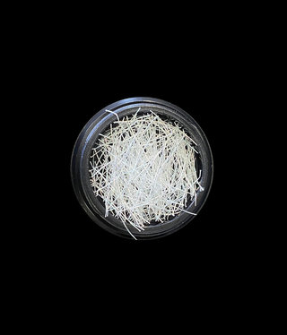 Magpie Oyster White Strands