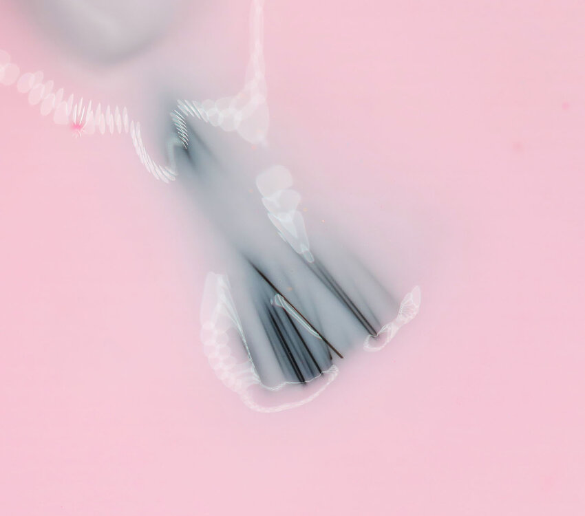 The manicure Company Builder Base-Cheery Blossom Pink 16ml BB12