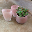 Land by Dean Petit vase Clovis Blossom